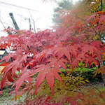 kikuka_5.jpg